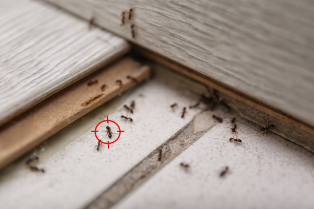 Spider Control Near Me in Westminster, TX