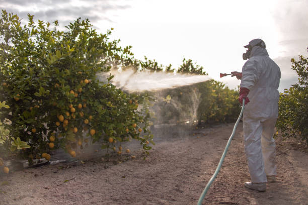 Wasp Removal Services in Westminster, TX