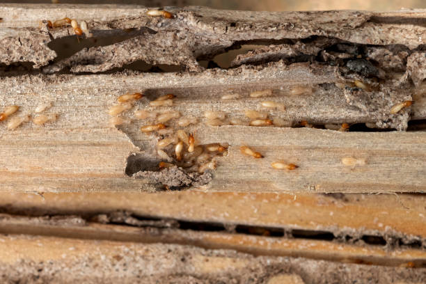 Best Rat Extermination Near Me  in Westminster, TX