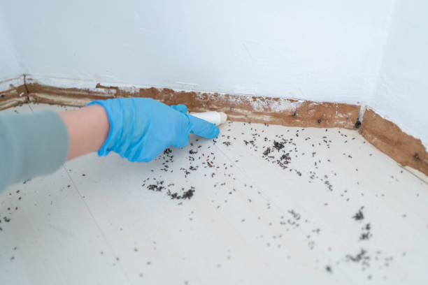 Wildlife Control Services in Westminster, TX