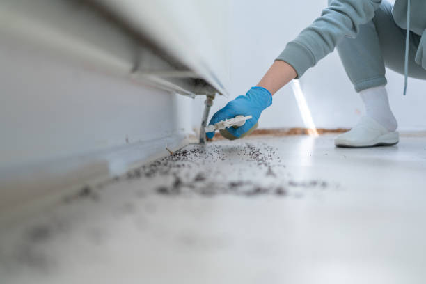 Best Mosquito Control Services  in Westminster, TX